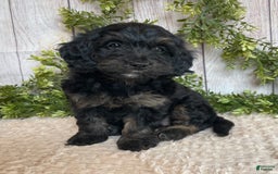 Doxiepoo dogs for sale: Dolly - Image 2
