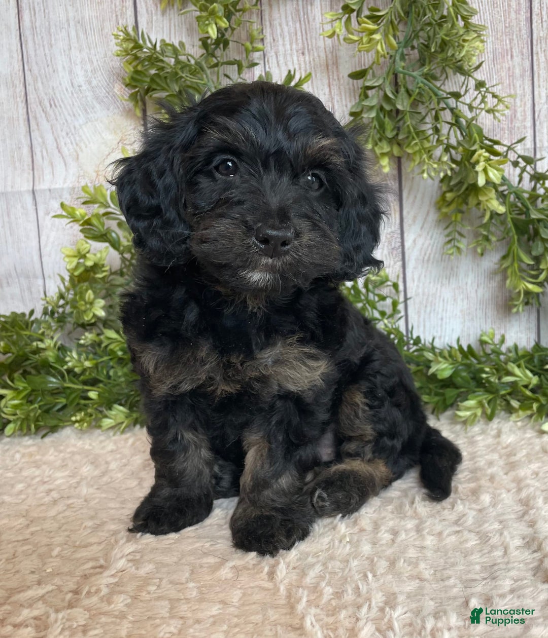 Doxiepoo dogs for sale: Dolly - Image 2
