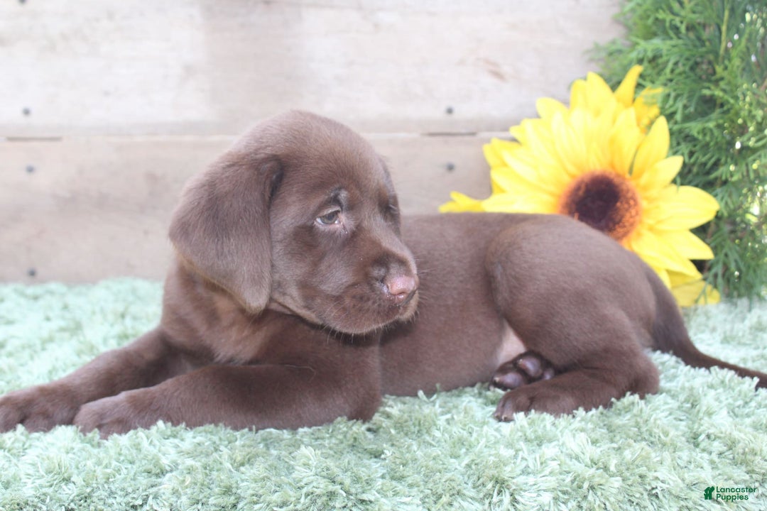 Labrador Retriever dogs for sale: Remington - Image 1