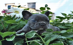 French Bulldog dogs for sale: Hunter - Image 3