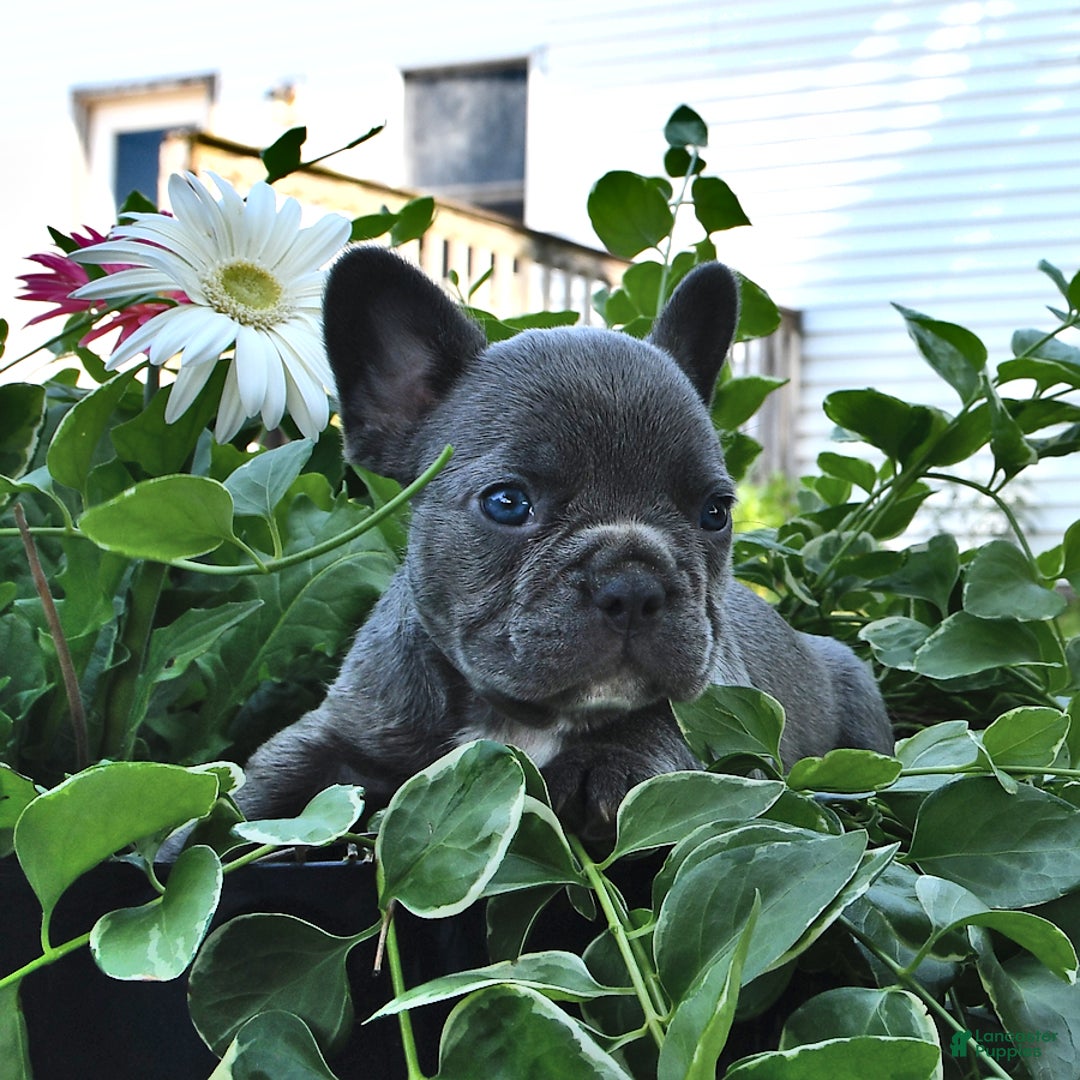 French Bulldog dogs for sale: Hunter - Image 3