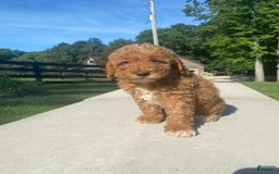 Mini Goldendoodle dogs for sale: Darla - Image 8