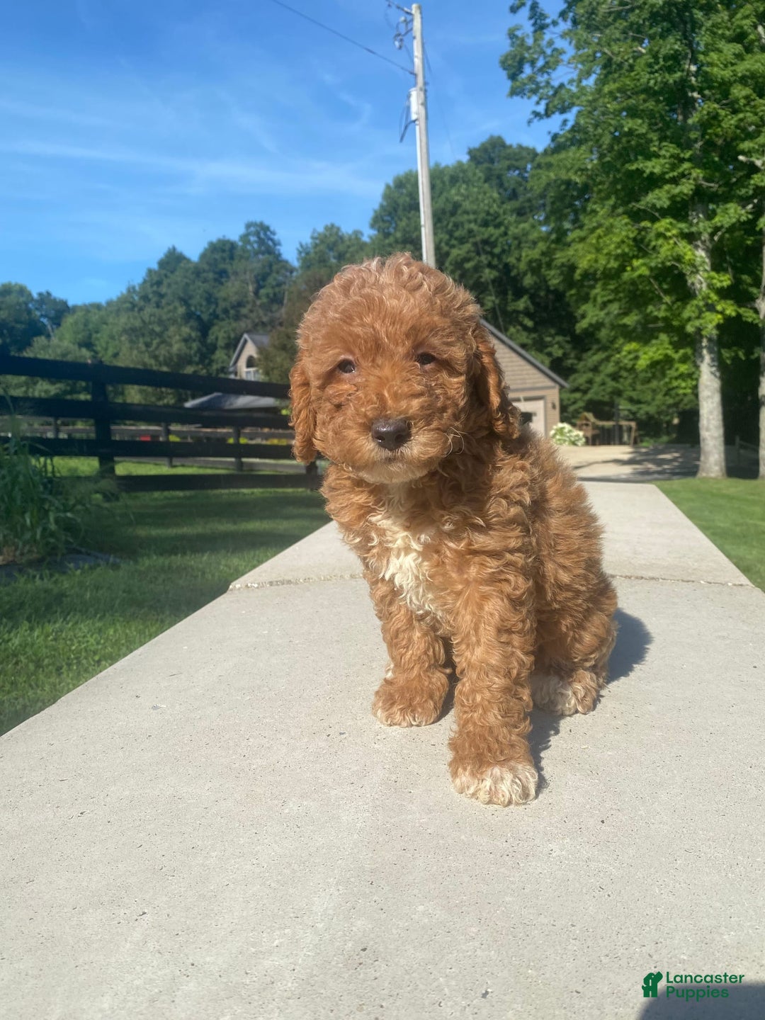 Mini Goldendoodle dogs for sale: Darla - Image 8