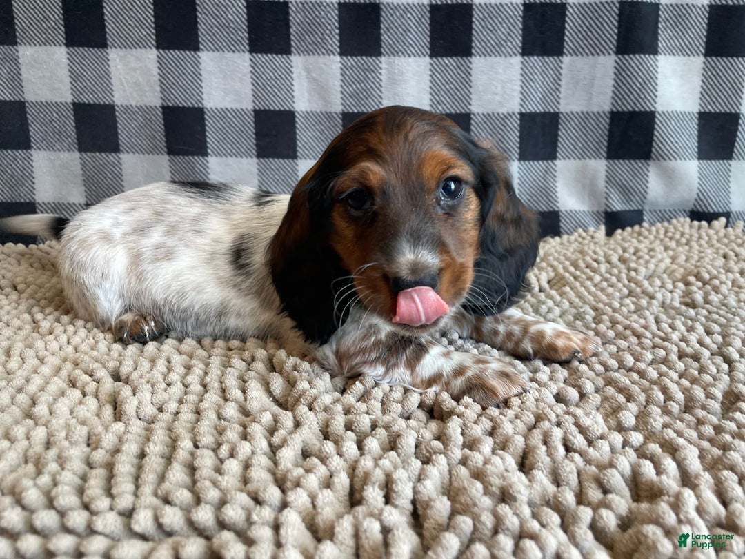 Dachshund dogs for sale: Dana - Image 1