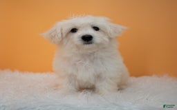 Maltipoo dogs for sale: Felicity - Image 11