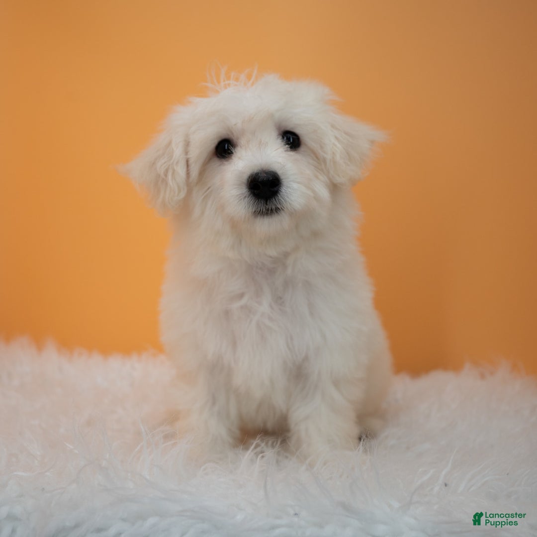 Maltipoo dogs for sale: Felicity - Image 11