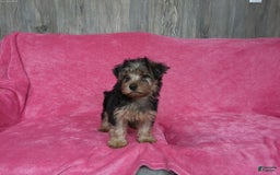 Yorkshire Terrier dogs for sale: Tank - Image 9