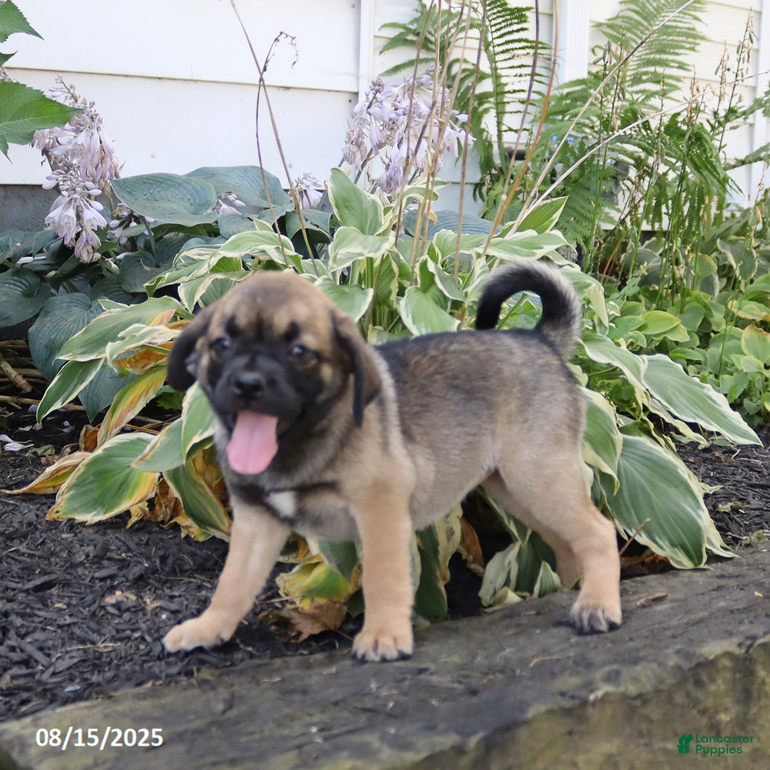 Pug dogs for sale: Penny - Image 3