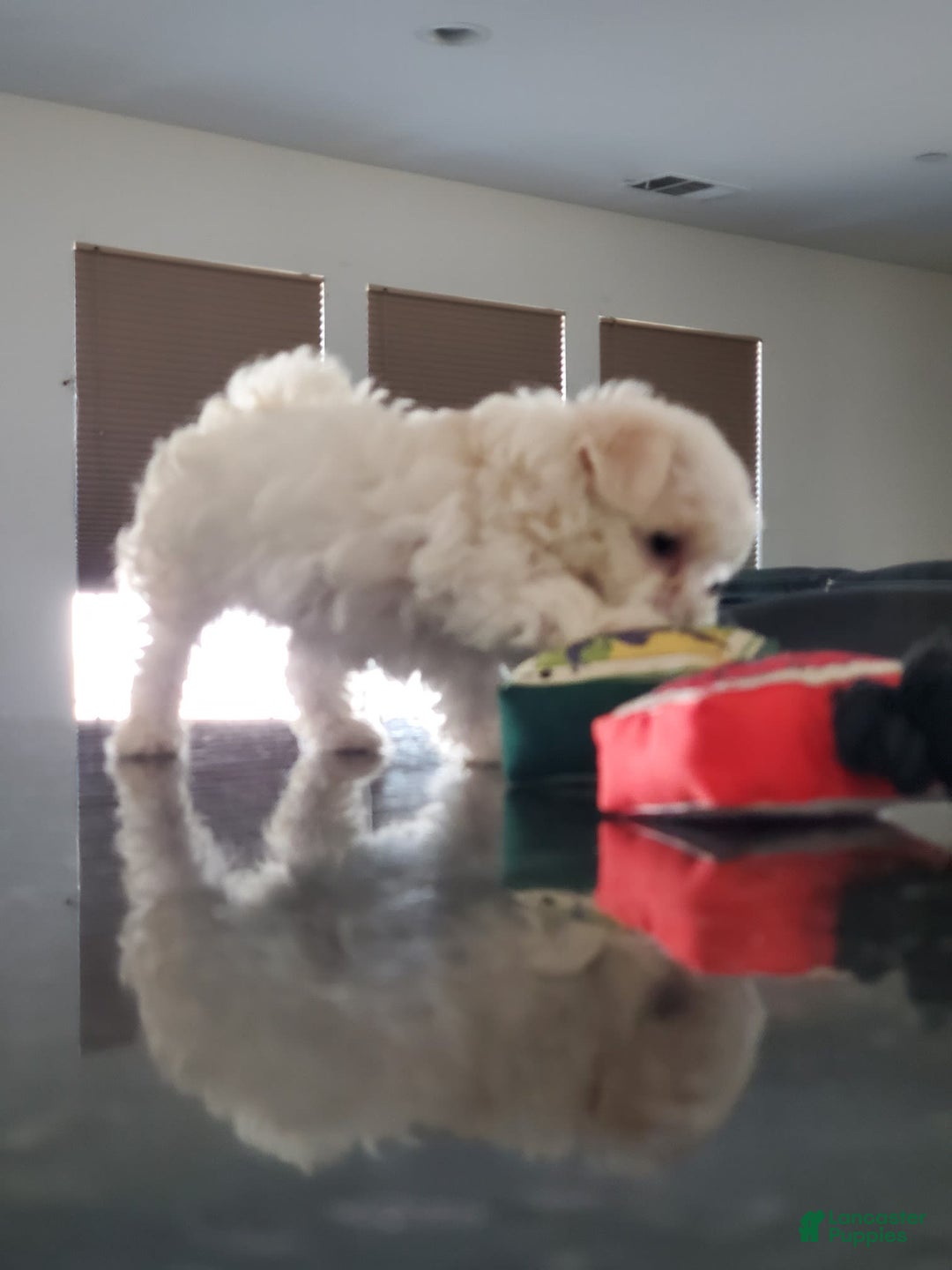 Maltese dogs for sale: Papaya - Image 4