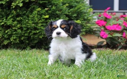 Cavalier King Charles Spaniel dogs for sale: Amigo - Image 9