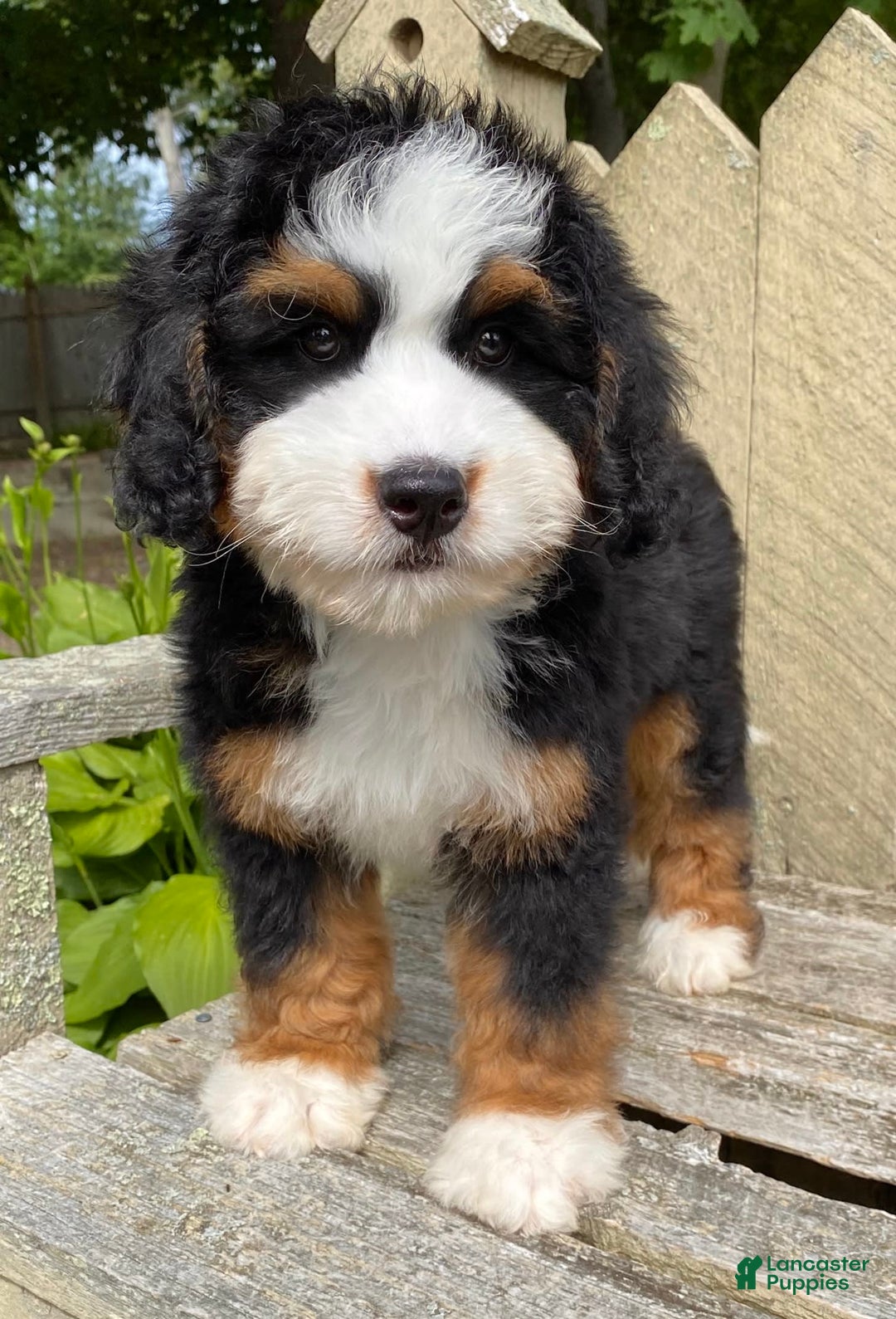 Mini Bernedoodle dogs for sale: 💙 Boston Ma 💙 Mini Bernedoodle - Image 3