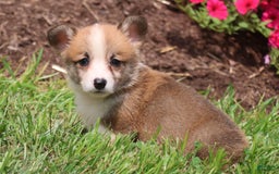 Welsh Corgi Pembroke dogs for sale: Kendra - Image 6