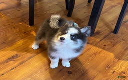 Pomsky dogs for sale: Magneto - Image 9