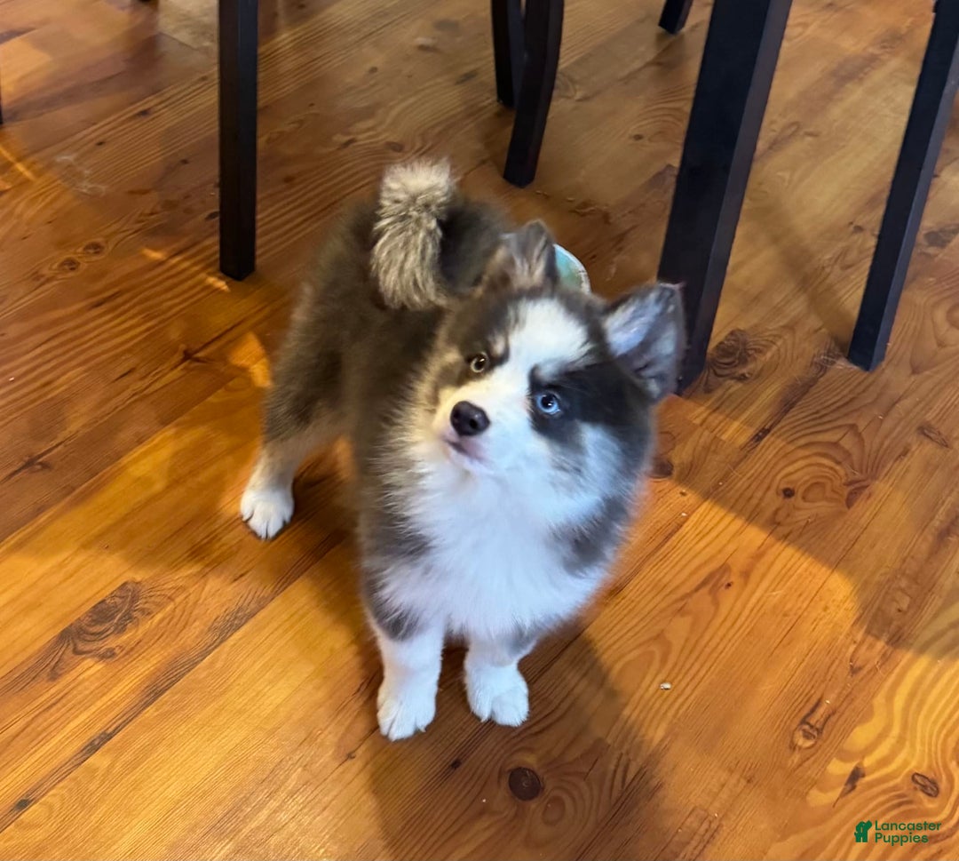 Pomsky dogs for sale: Magneto - Image 9