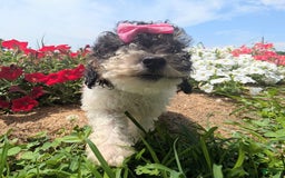 Toy Poodle dogs for sale: Toy Poodle 4 puppies - Image 27