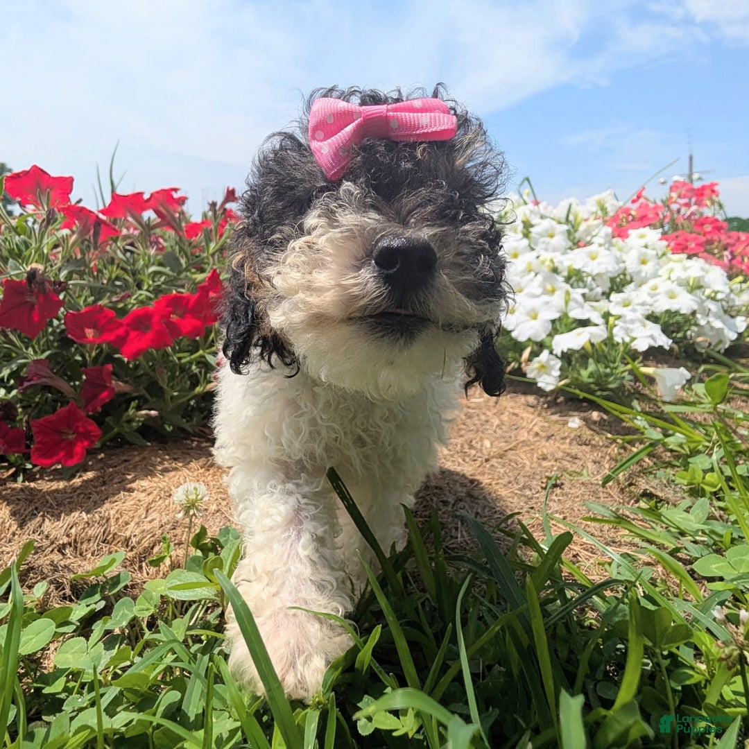Toy Poodle dogs for sale: Toy Poodle 4 puppies - Image 27