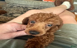 Toy Poodle dogs for sale: Buck - Image 4