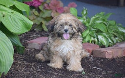 Cavapoo dogs for sale: Marina - Image 7