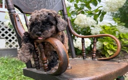 Goldendoodle dogs for sale: Buddy - Image 6