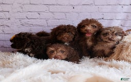 Cockapoo dogs for sale: Bailey - Image 6