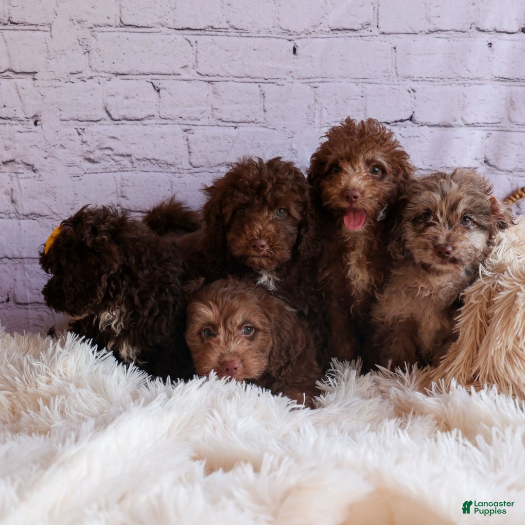 Cockapoo dogs for sale: Bailey - Image 6