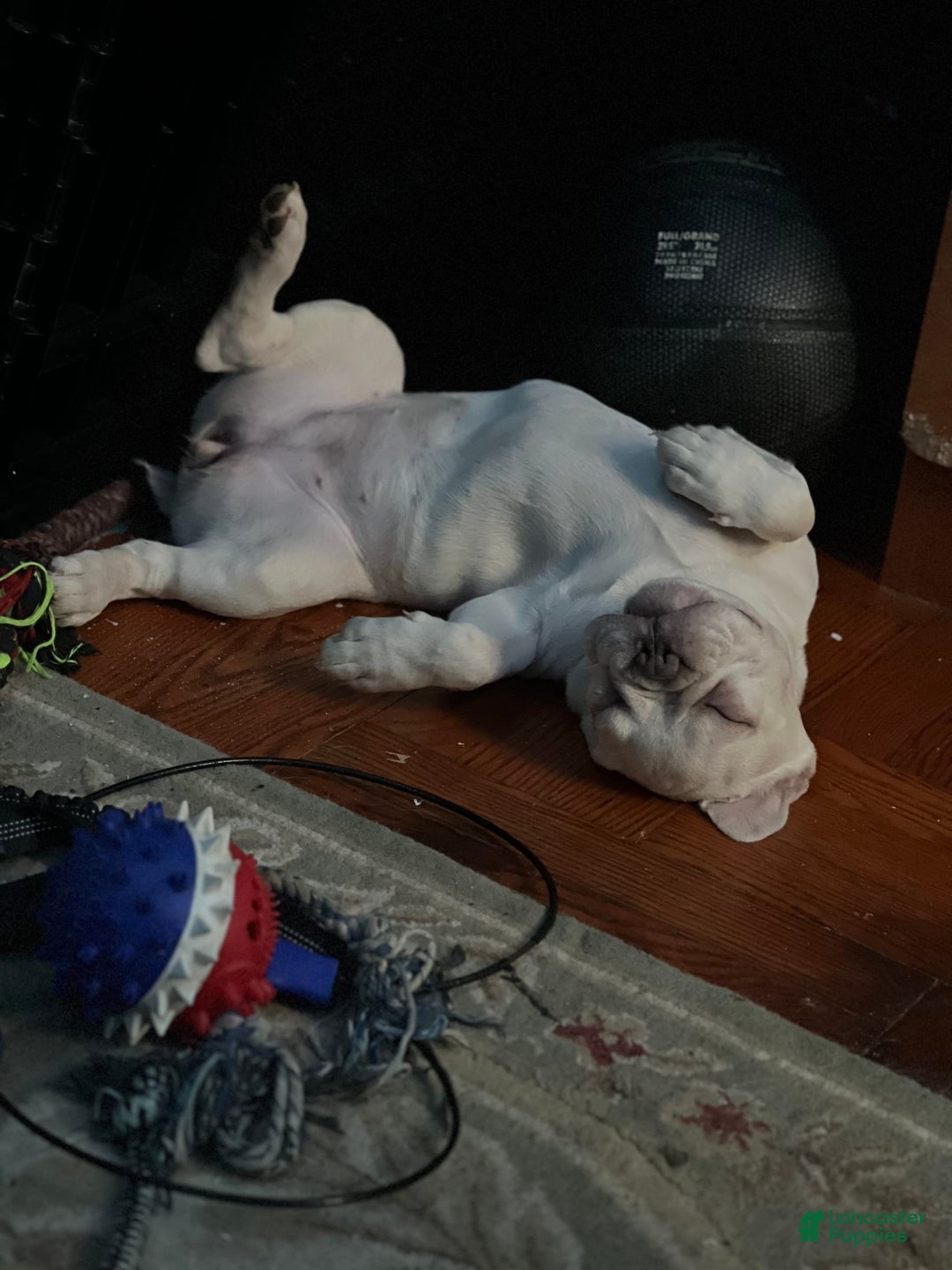 French Bulldog dogs for sale: Lucy - Image 5