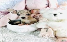 Chihuahua dogs for sale: Clara - Image 2