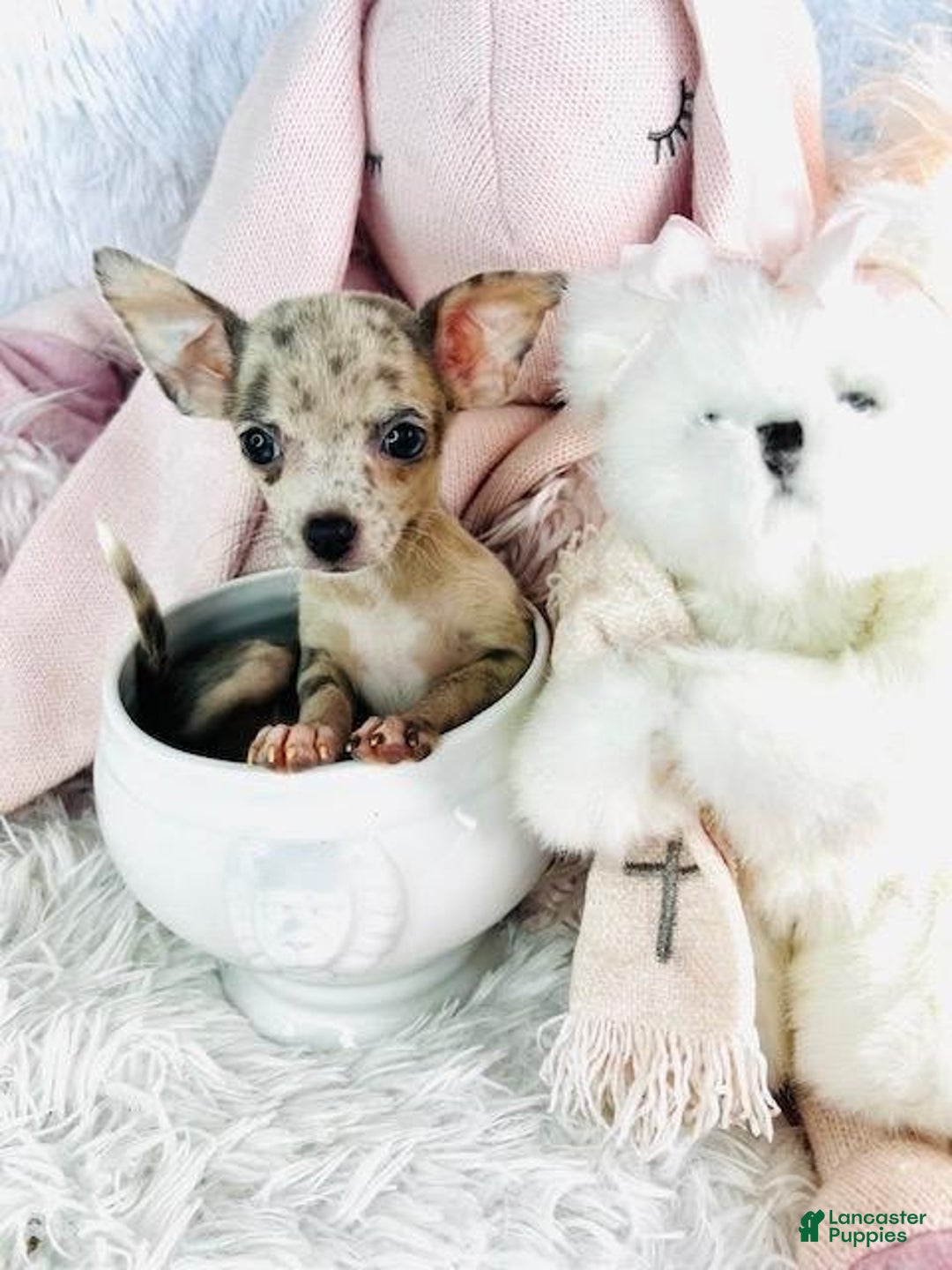 Chihuahua dogs for sale: Clara - Image 2