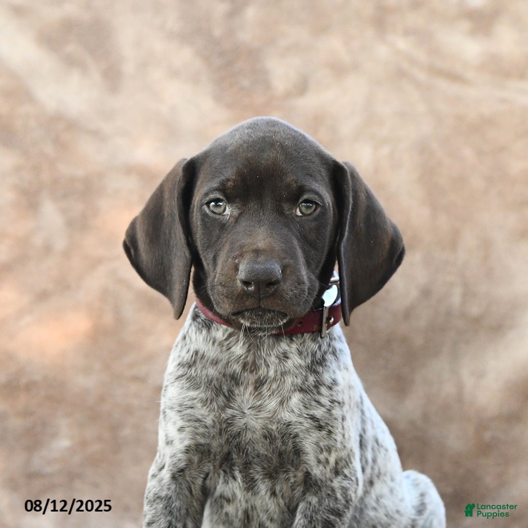 German Shorthaired Pointer dogs for sale: Chicago - Image 5