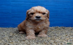 Cavapoo dogs for sale: Luke - Image 7