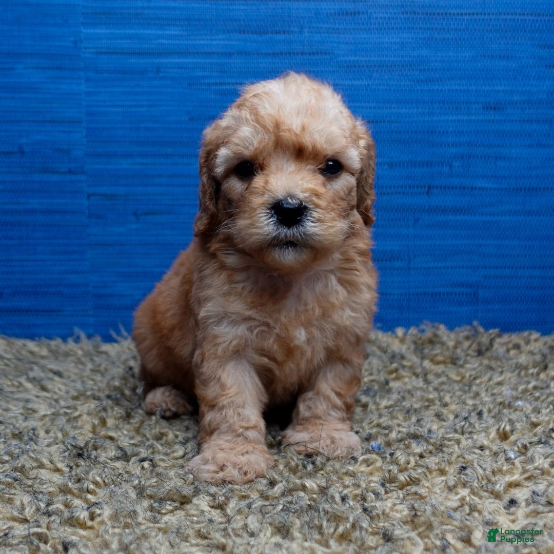 Cavapoo dogs for sale: Luke - Image 7