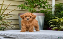 Toy Poodle dogs for sale: Leo - Image 2