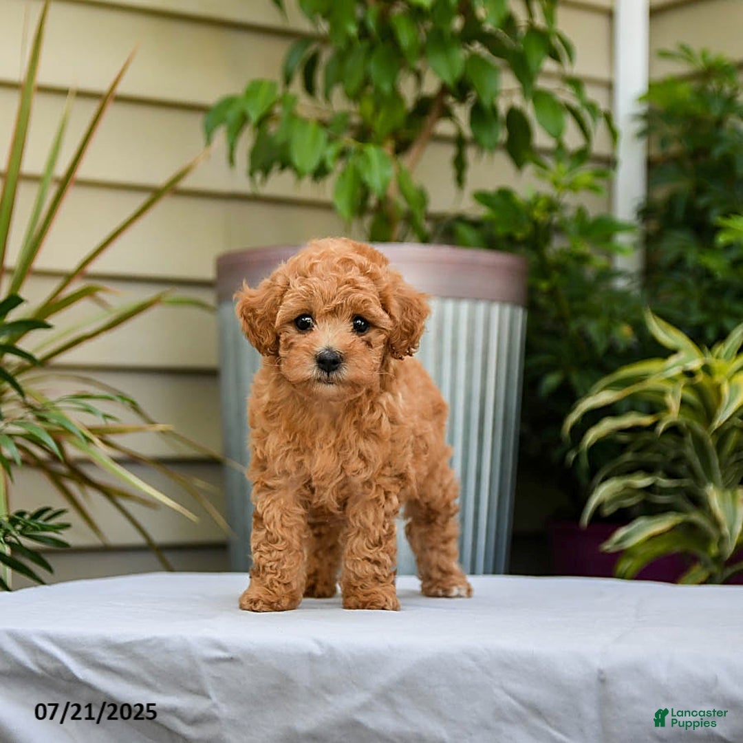 Toy Poodle dogs for sale: Leo - Image 2