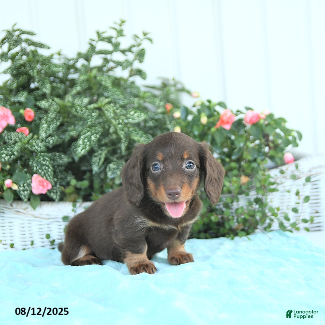 Miniature Dachshund dogs for sale: Nessa - Image 5