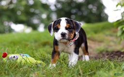 Beabull dogs for sale: Sally - Image 4