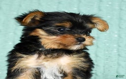 Yorkshire Terrier dogs for sale: Angel - Image 5