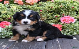 Bernese Mountain Dog dogs for sale: Indigo - Image 2