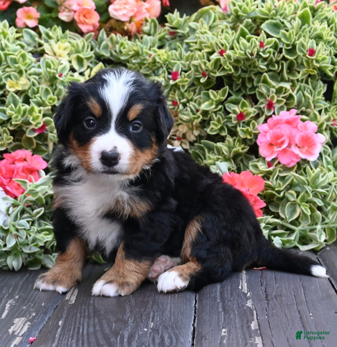 Bernese Mountain Dog dogs for sale: Indigo - Image 2