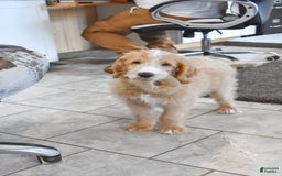 Goldendoodle dogs for sale: Archie - Image 2