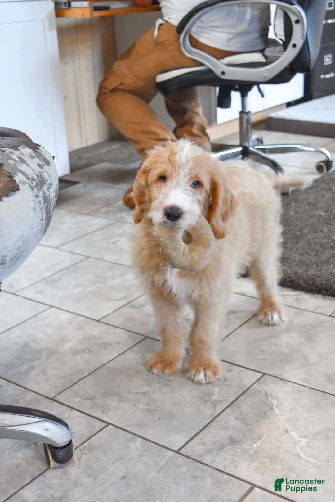 Goldendoodle dogs for sale: Archie - Image 2