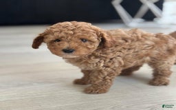 Toy Poodle dogs for sale: Jenny - Image 2