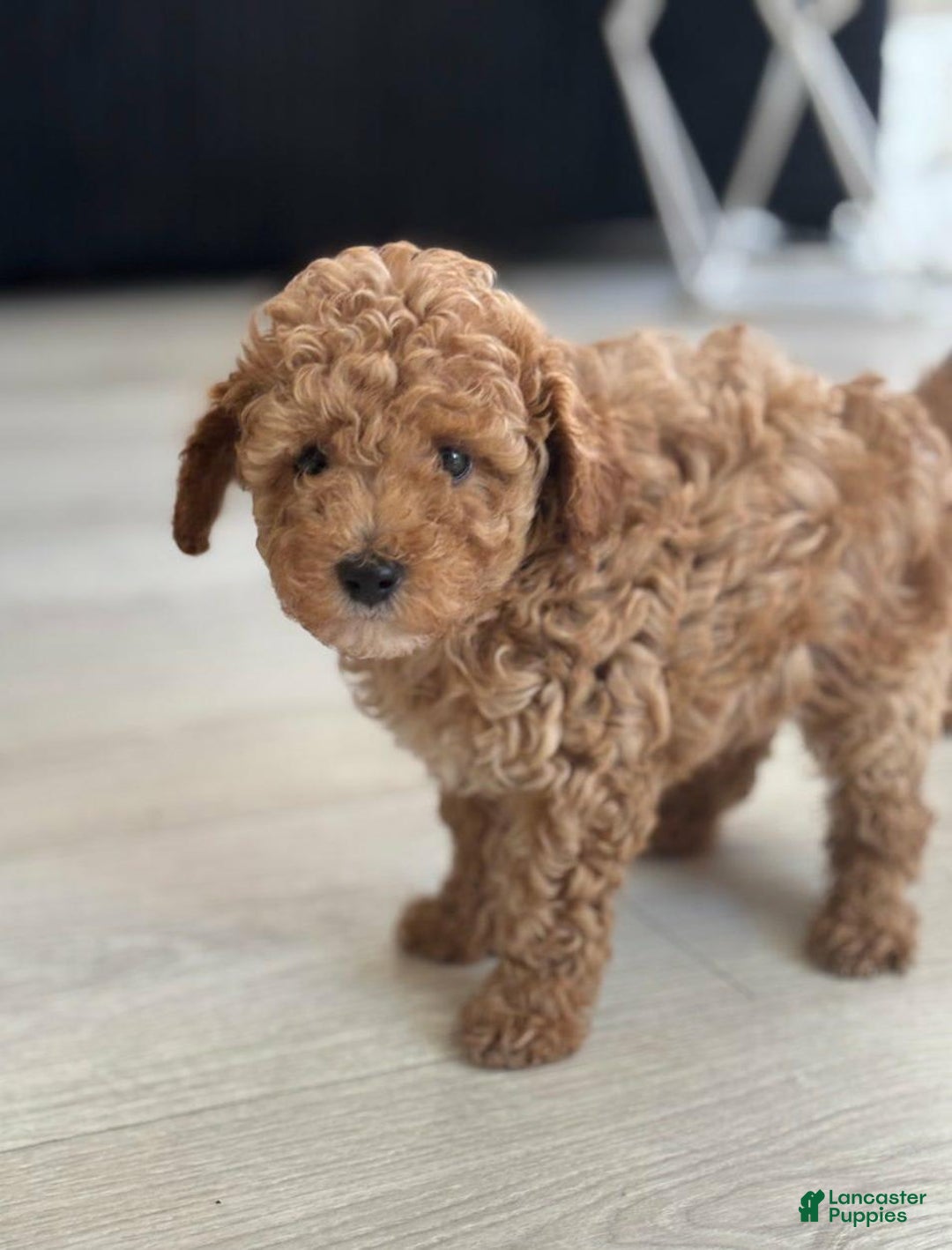Toy Poodle dogs for sale: Jenny - Image 2