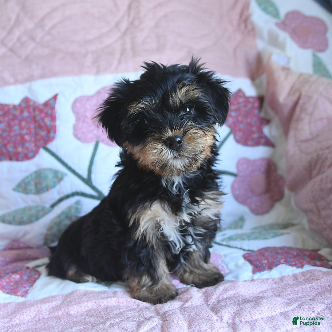 Morkie dogs for sale: Boots - Image 1