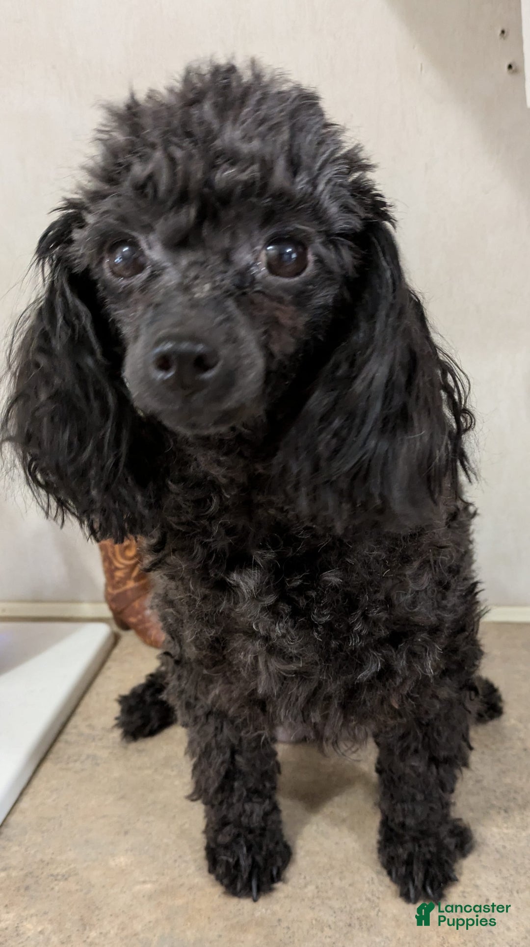 Toy Poodle dogs for sale: Hershey - Image 2
