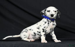 Dalmatian dogs for sale: Pepper - Image 5
