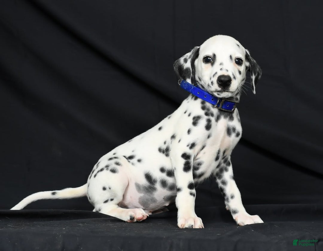 Dalmatian dogs for sale: Pepper - Image 5