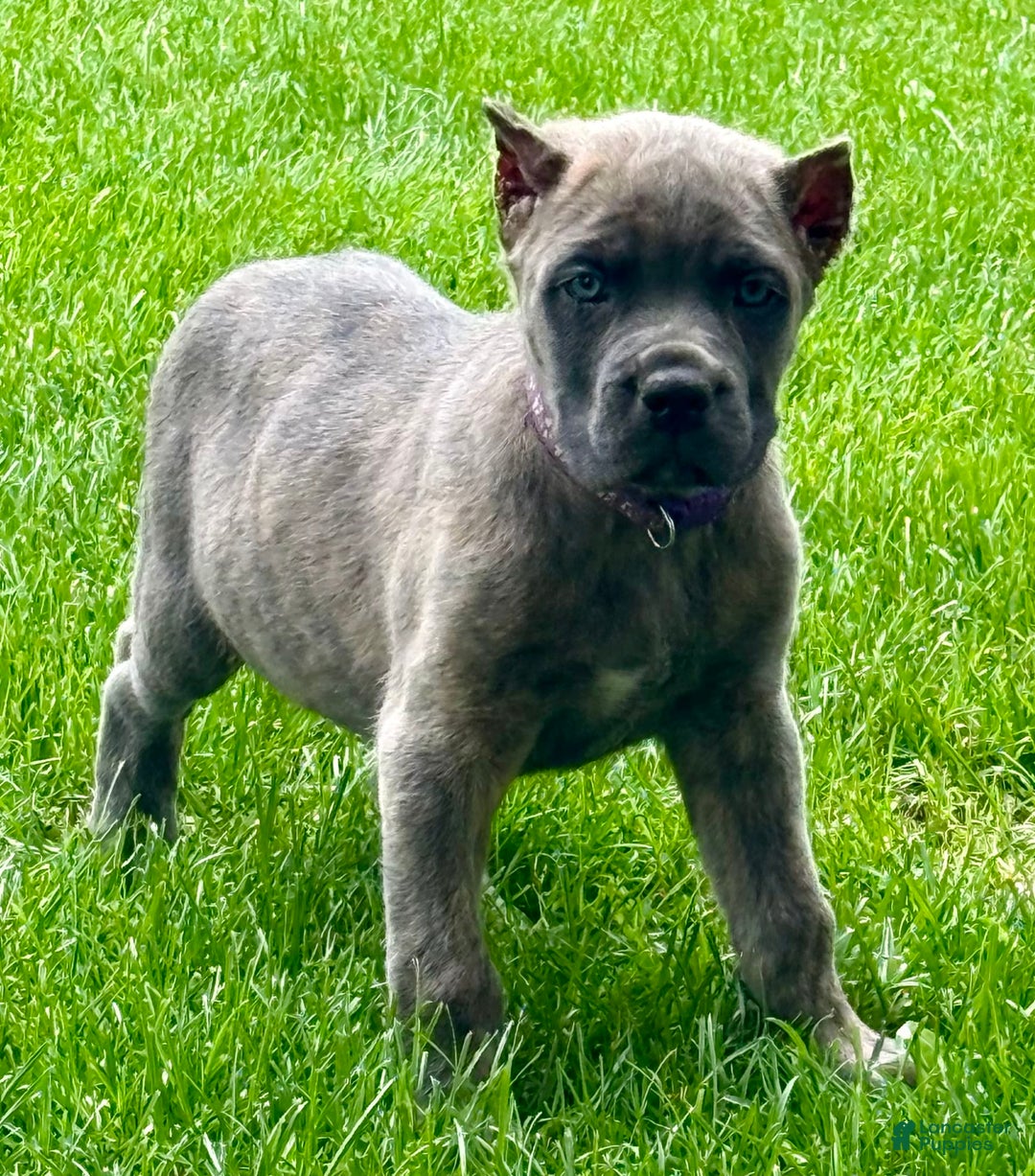 Cane Corso dogs for sale: Brynn - Image 10