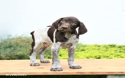 German Shorthaired Pointer dogs for sale: Jones - Image 2