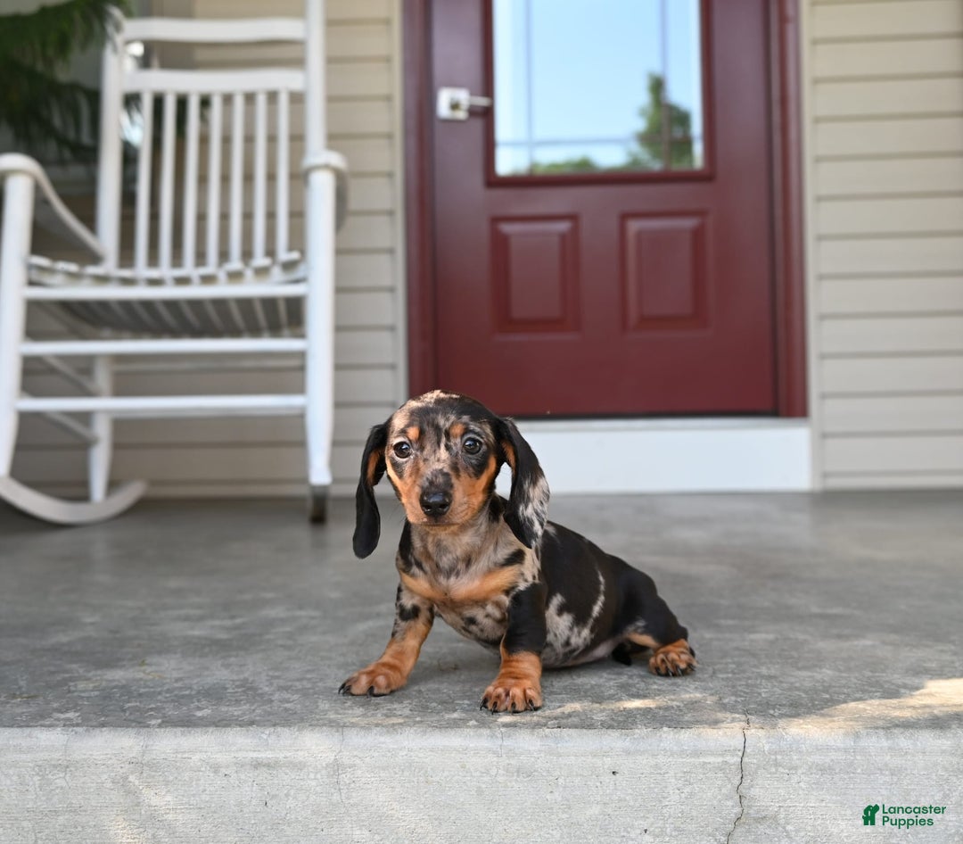 Miniature Dachshund dogs for sale: Shela - Image 8
