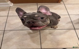 French Bulldog dogs for sale: Lilac And Tan - Image 3